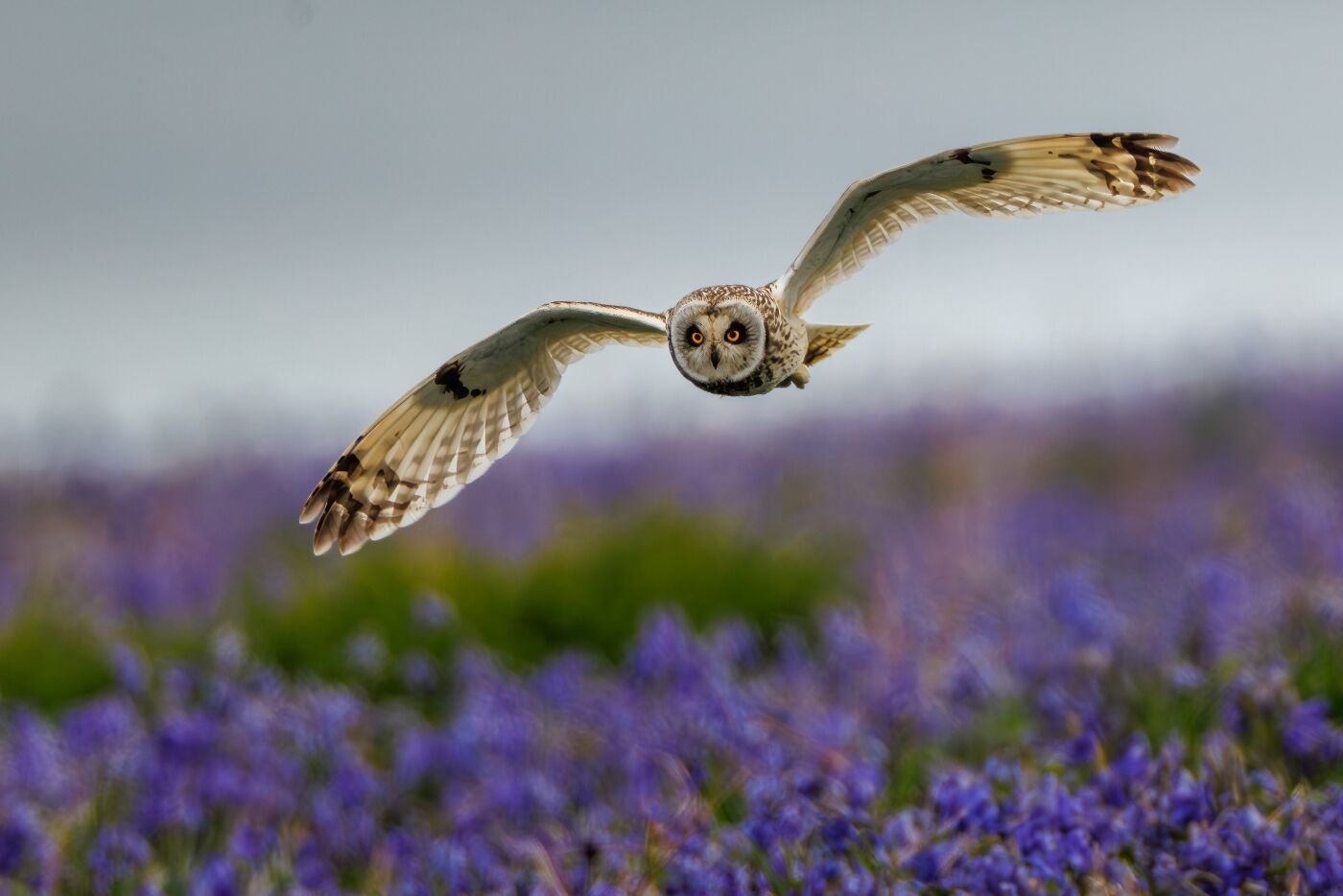 H/C Jane Haycocks Skomer Shortie 1