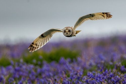 H/C Jane Haycocks Skomer Shortie 1