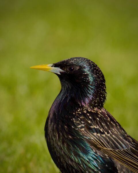 Colour Print 2nd: Starling