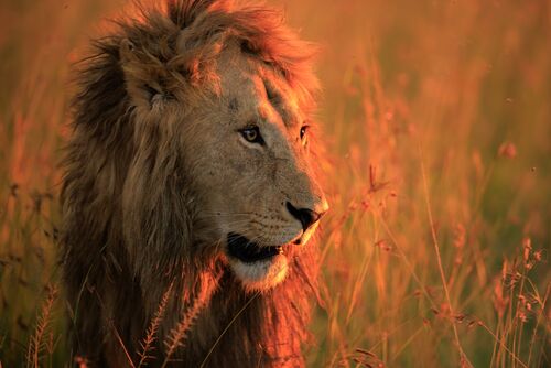 DPI 1st Jane Haycocks The King at sundown 1