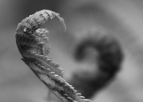 Mono Print 3rd: Unfurling Heart
