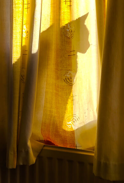 H/C Joe Tymkow Maggie 1