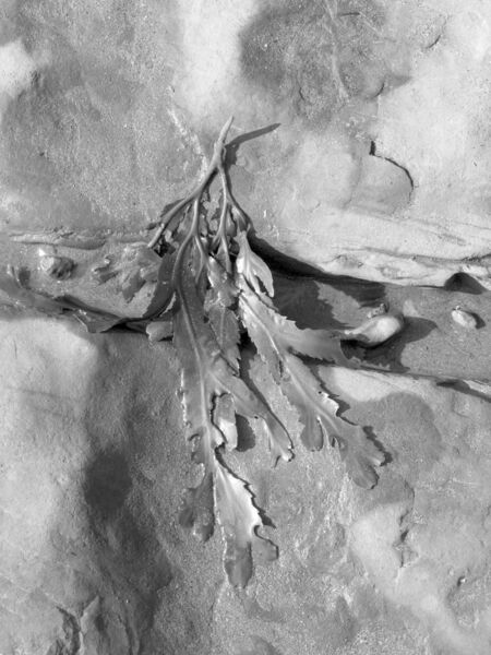 HC Joe Tymkow Seaweed 1