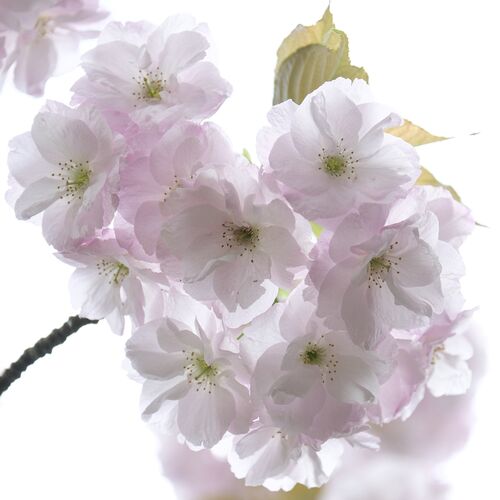 Karen Dyer Blossom 1