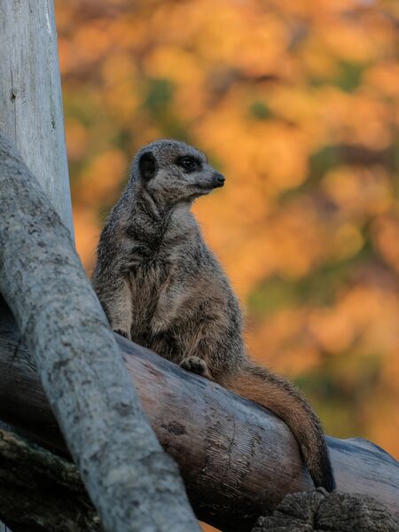 Karen Dyer Checking for danger 1