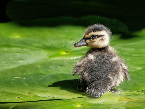 Karen Dyer Duckling 1