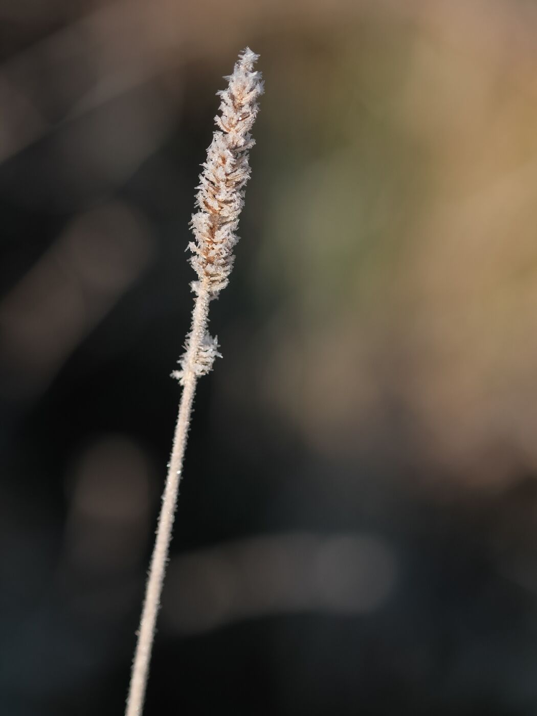 Karen Dyer Frosty Wildflower 1