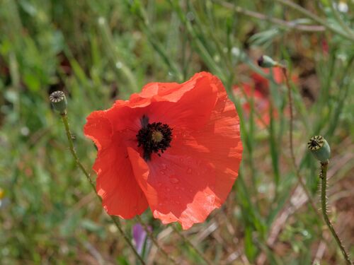 Karen Dyer Poppy after the rain 1