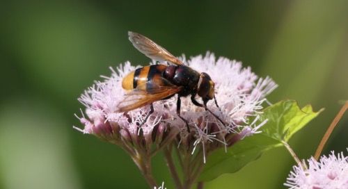 DP1 2nd Place: Hover Fly by Len Payne