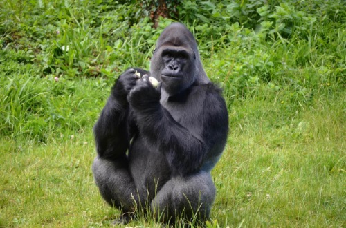 Colour Highly commended: Silverback Gorilla by Len Payne