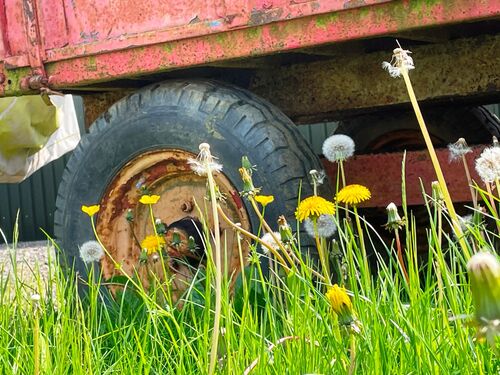 HC Dandelions in the Sun 1