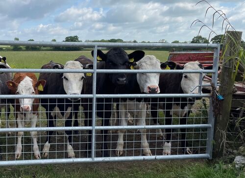 HC Les Benson Five to the Bar 1