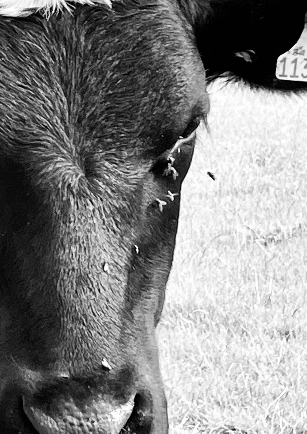 Les Benson Fly in the Eye 1