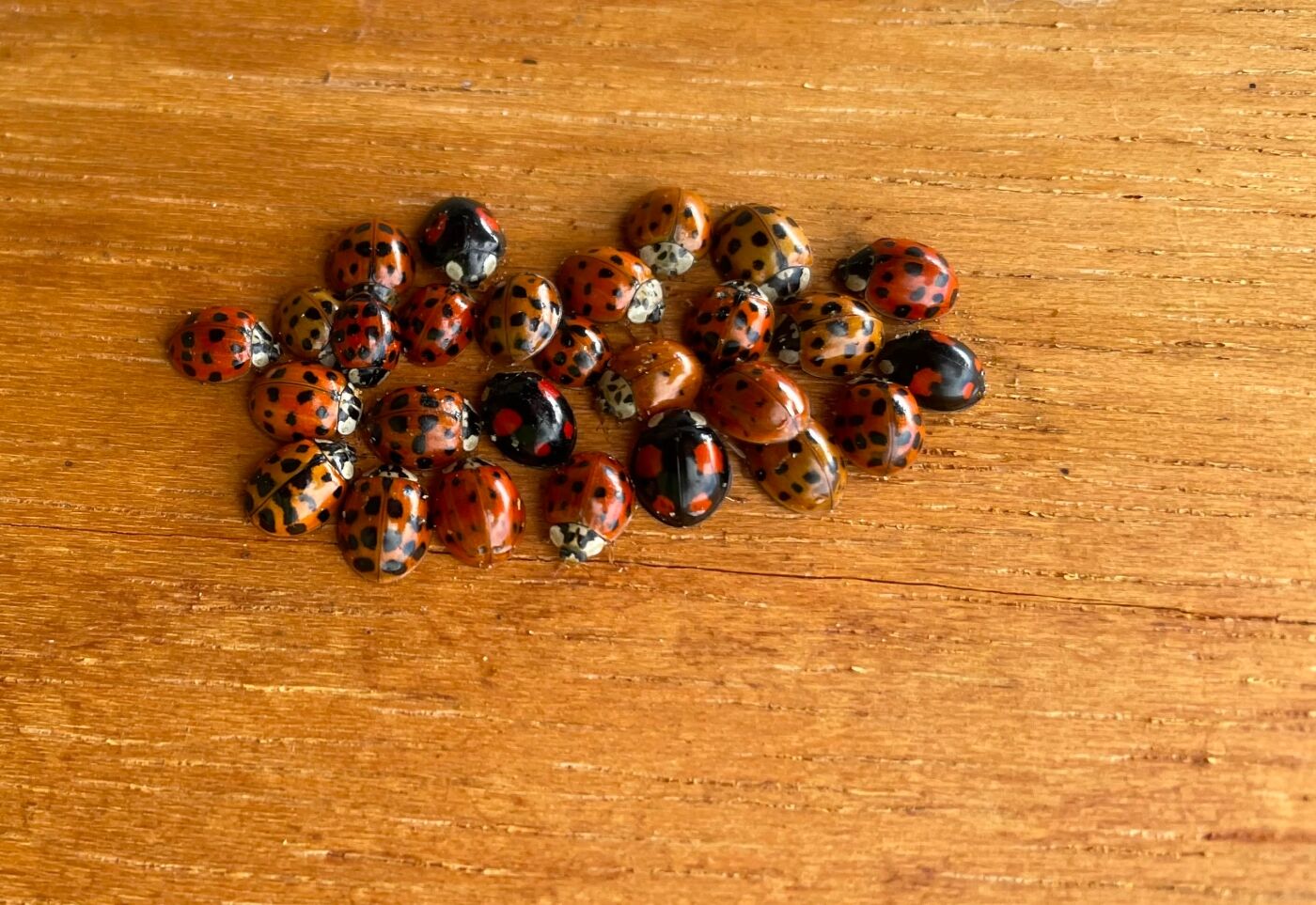 Les Benson Ladies Gathering 1