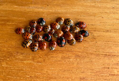 Les Benson Ladies Gathering 1