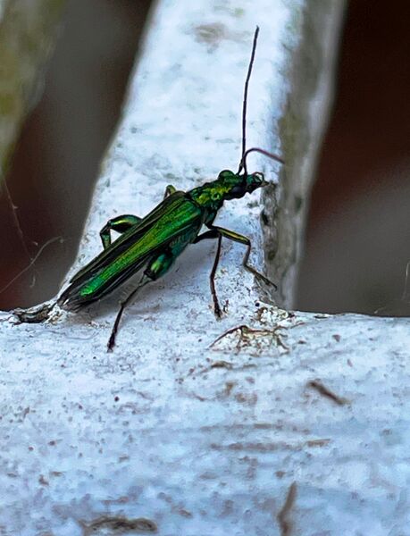 One of the Beatles 1