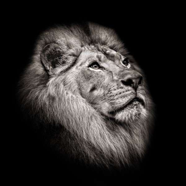 Monochrome Ist Place: Majestic