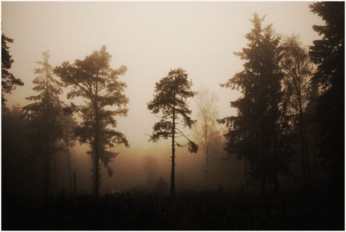 Misty Woods