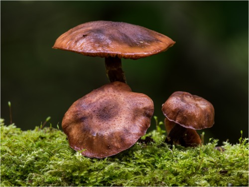 Mushroom Trio