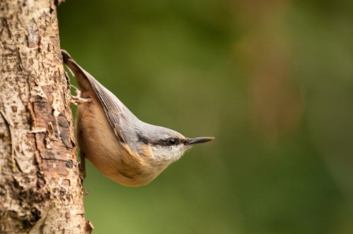 Highly Commended Colour: Nuthatch by Rod Hollister