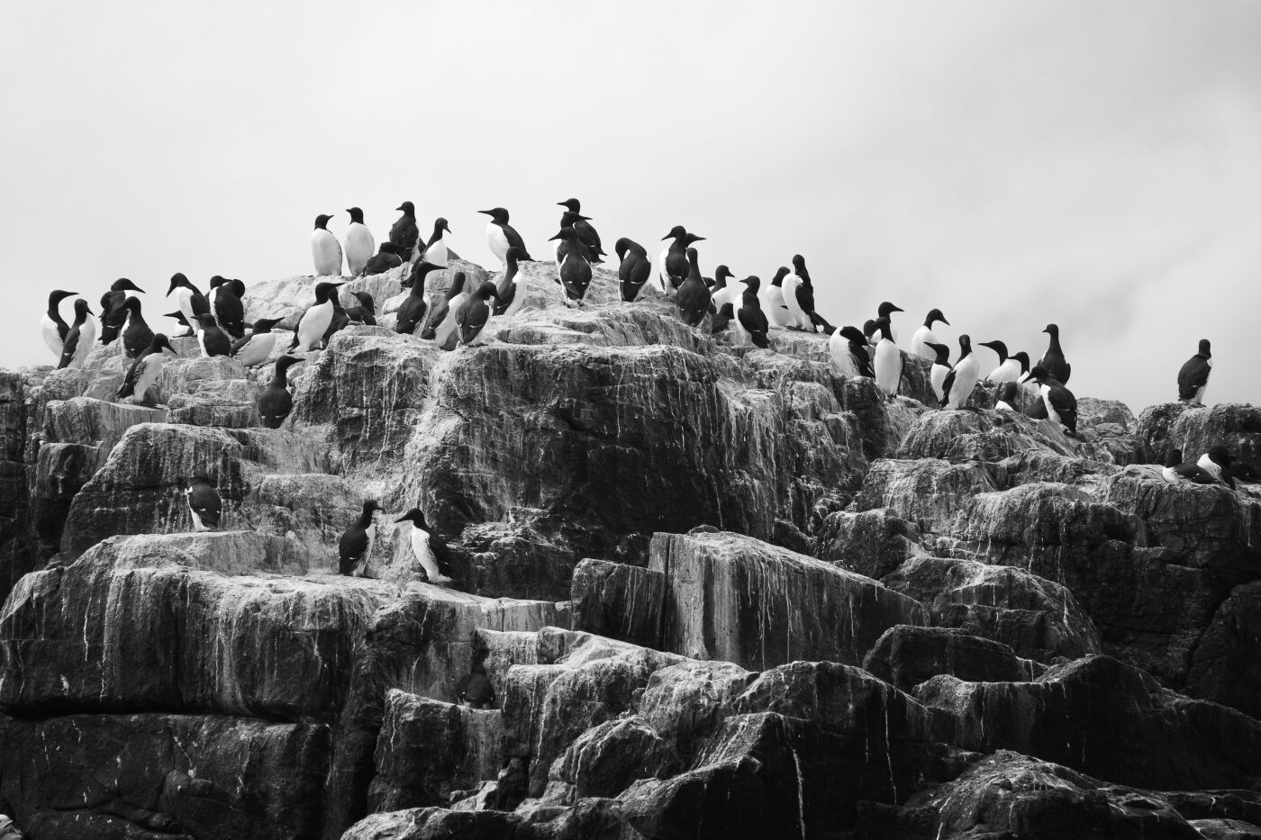 Paolach Chivata Farne Island 1