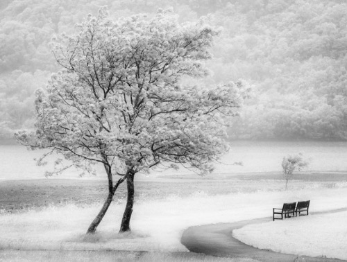 Monochrome 3rd: Path to the Loch by Elizabeth Restall