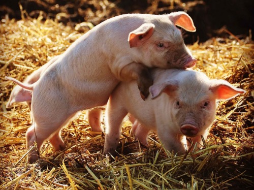 Piggy Back