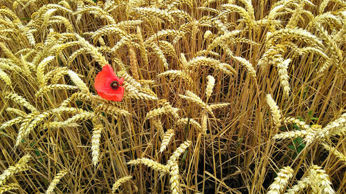 Commended: Poppy