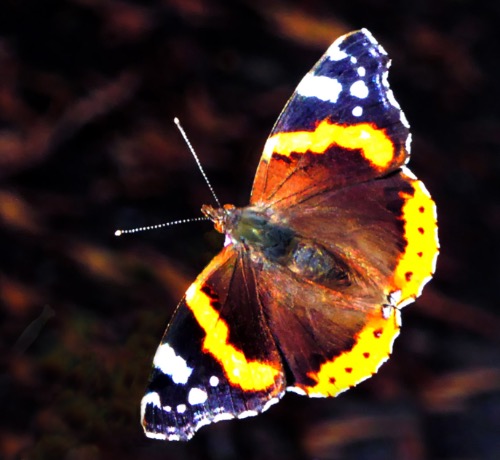 DPI Highly Commended: Red Admiral Butterfly by Ted Seiry