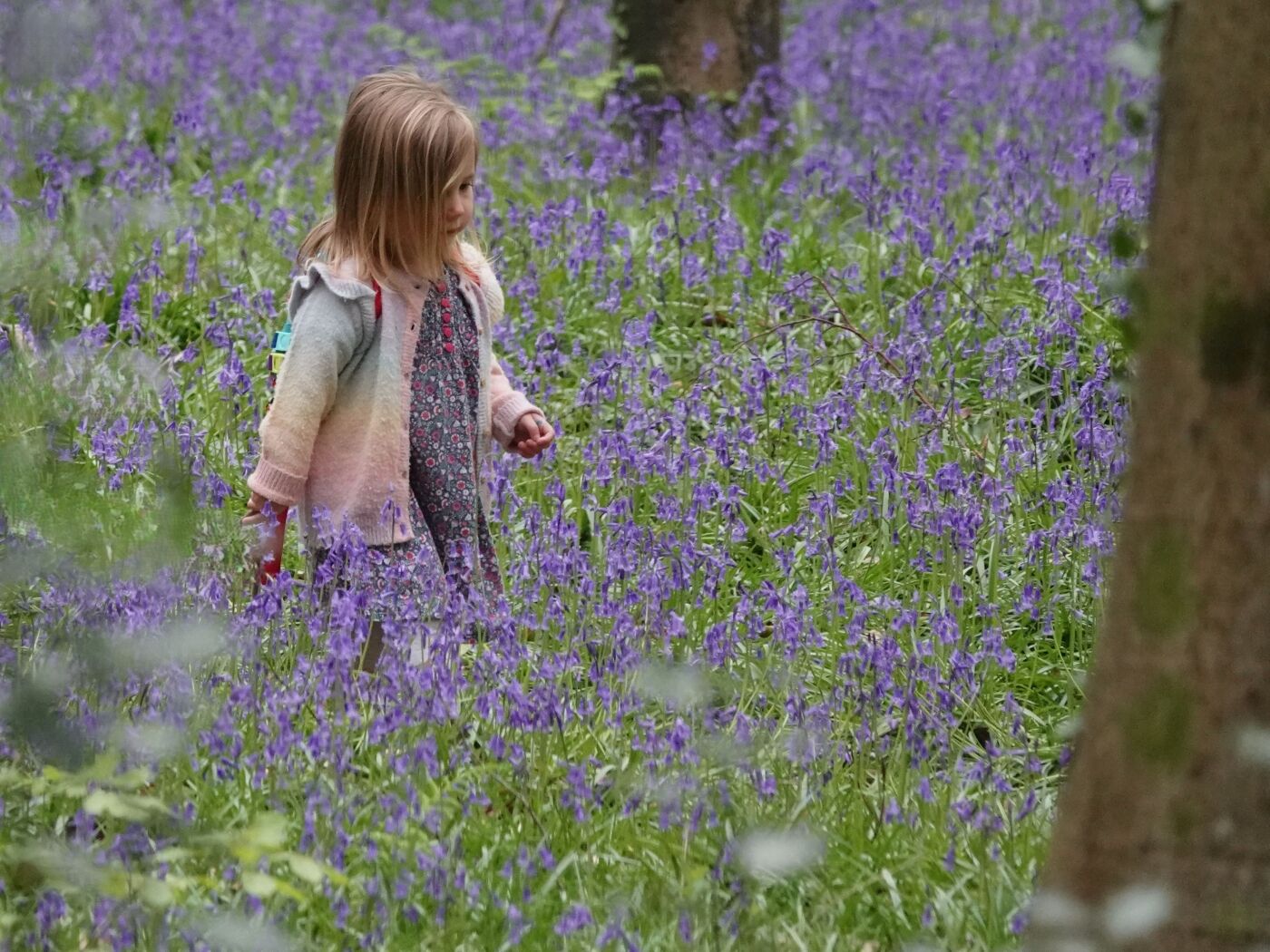 Colour Print 3rd Bluebell Girl  by Rob Dyer