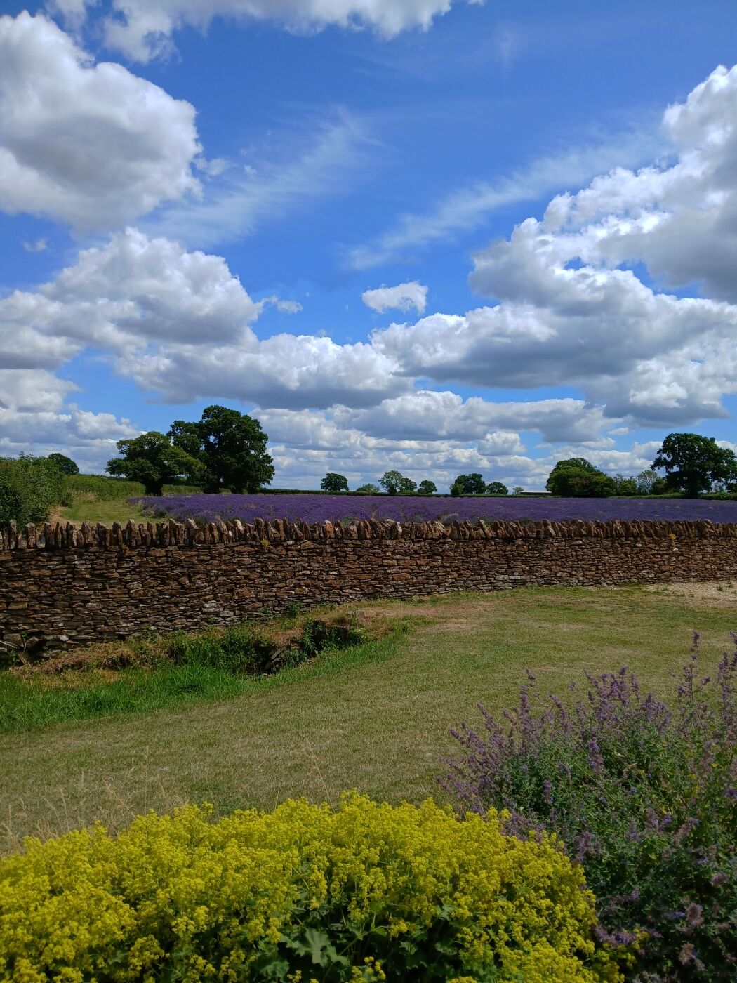 Rob Dyer Lavender fields 1