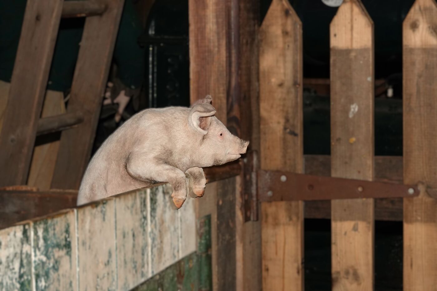 Rob Dyer Who said Porky 1