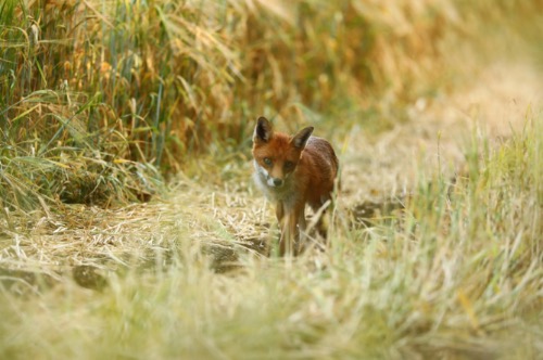 Colour 2nd Place: Evening Stroll by Rod Hollister