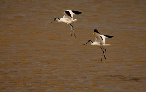 Avocet Dance