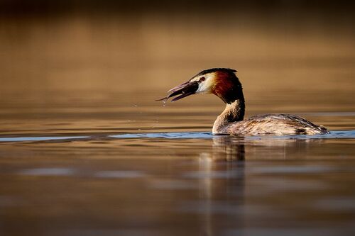 HC Rod Hollister Dinner (at last) 1