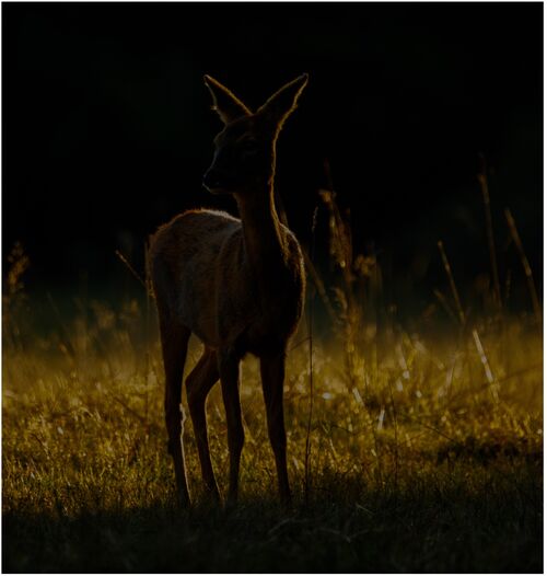 Evening Light