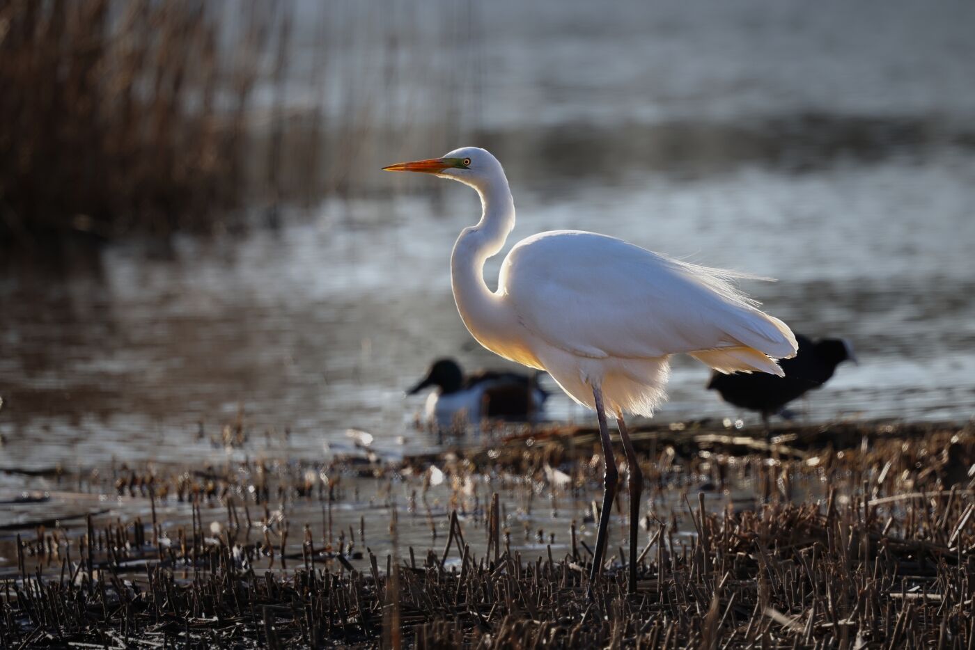 Rod Hollister Glowing Egret 1