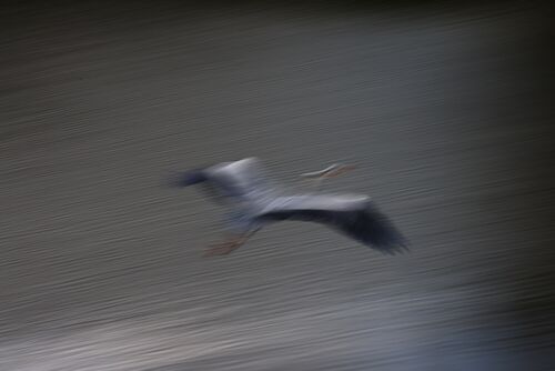 Rod Hollister Gone in a Blur 1