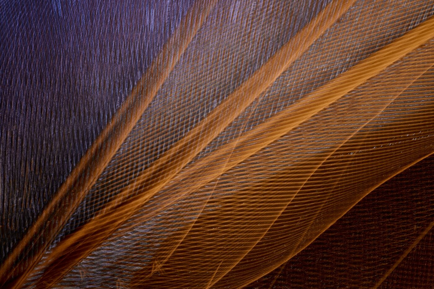Rod Hollister Plumage 1