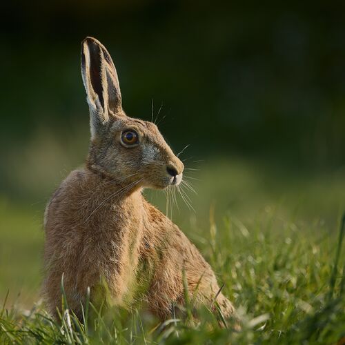 Rod Hollister Regal 1