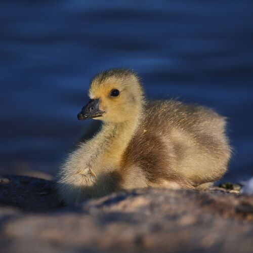 Rod Hollister Sitting Pretty 1