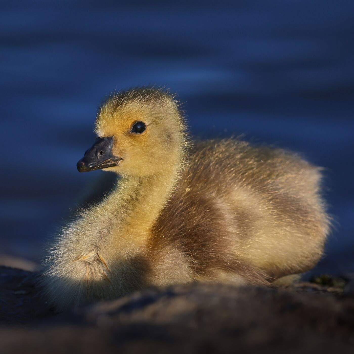 Rod Hollister Sitting Pretty 1