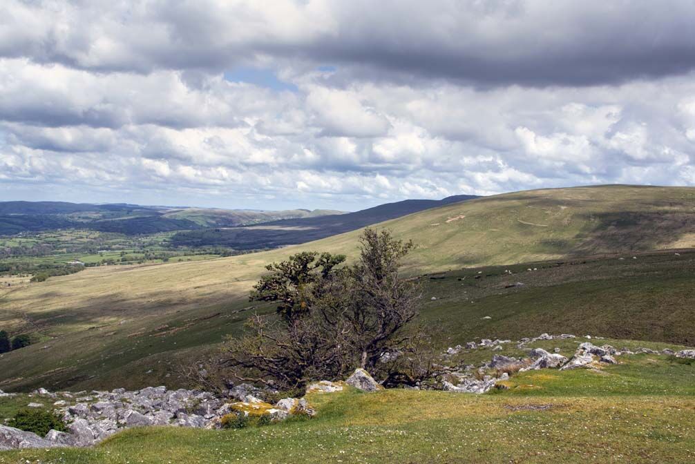 Roger Harvey Black Mountain 1