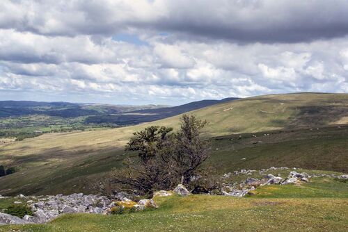 Roger Harvey Black Mountain 1