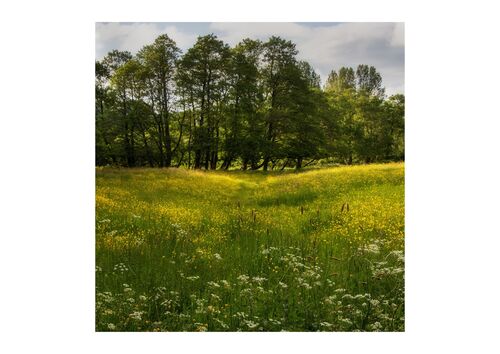 Colour Print 2nd: Harvey Buttercup Meadow
