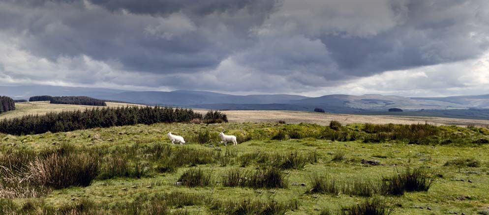 Roger Harvey FREE TO ROAM 1