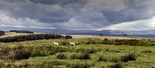 Roger Harvey FREE TO ROAM 1