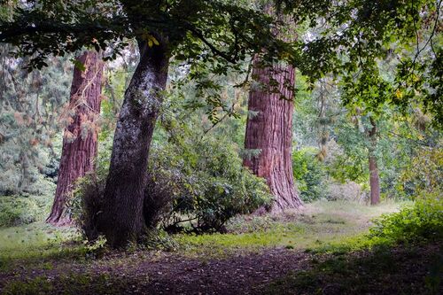 Roger Harvey Woodland Scene 1