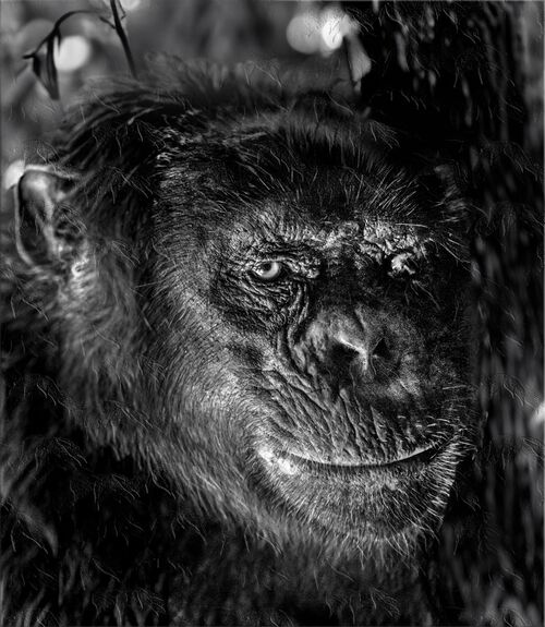 Monkey against Tree 1