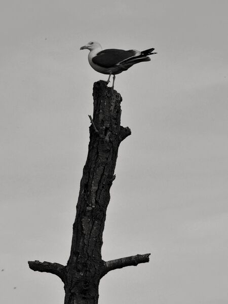 Sally Endersby Look out 1
